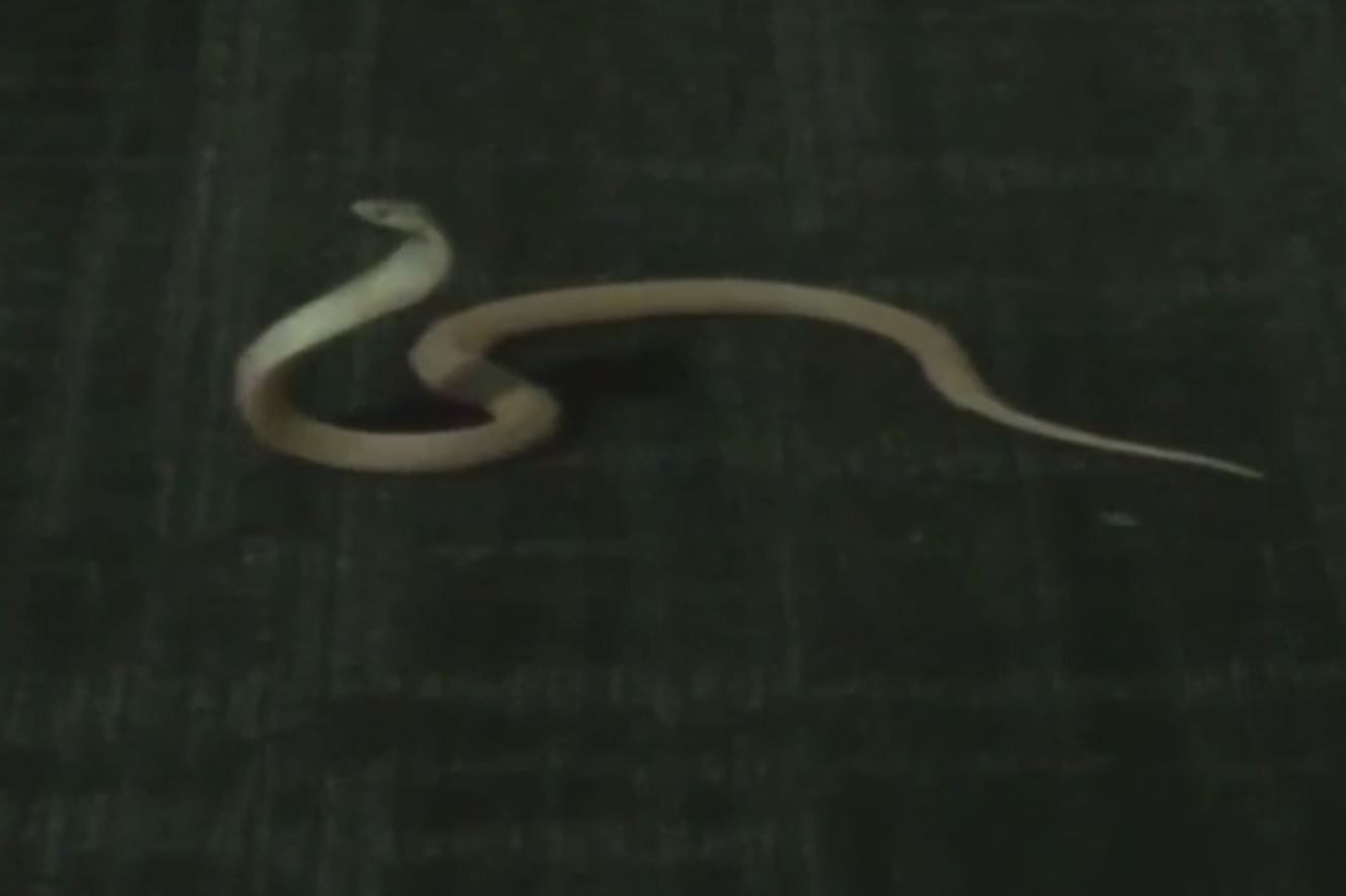 cobra snake escape florida