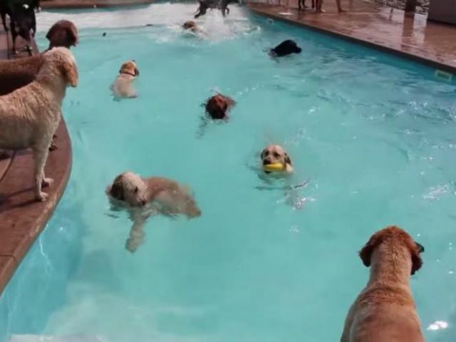 doggie-pool-screenshot
