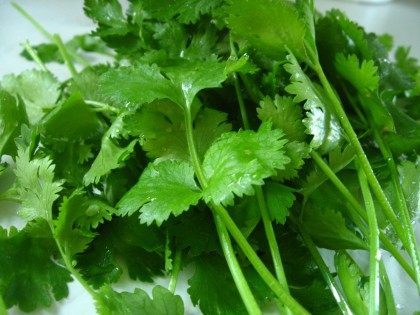 harvested-cilantro