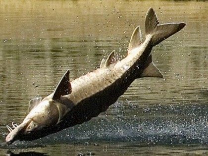 jumping-sturgeon-AP