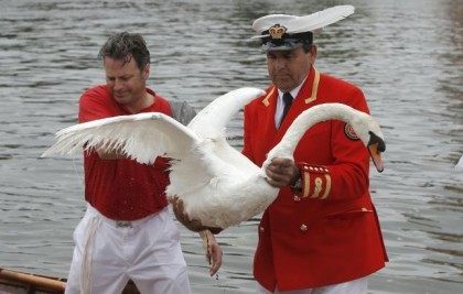 Barber the Queens Swan Marker, lifts a swan ashore during the annual Swan Upping census al