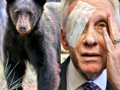 Black Bear Mark L. WatsonFlickr CC (L) and Harry Reid Bandaged AP