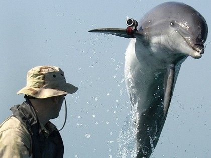 Dolphin spy (U.S. Navy / Getty)