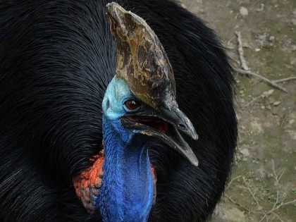 CHINA-ANIMAL-BEIJING ZOO