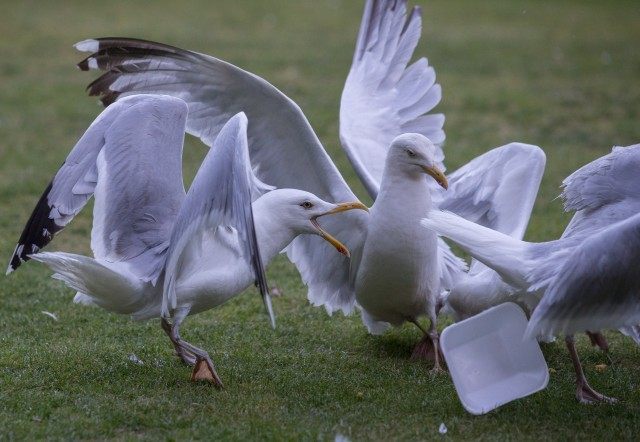 Seagull Attacks Being Reported From Coastal Towns This Summer