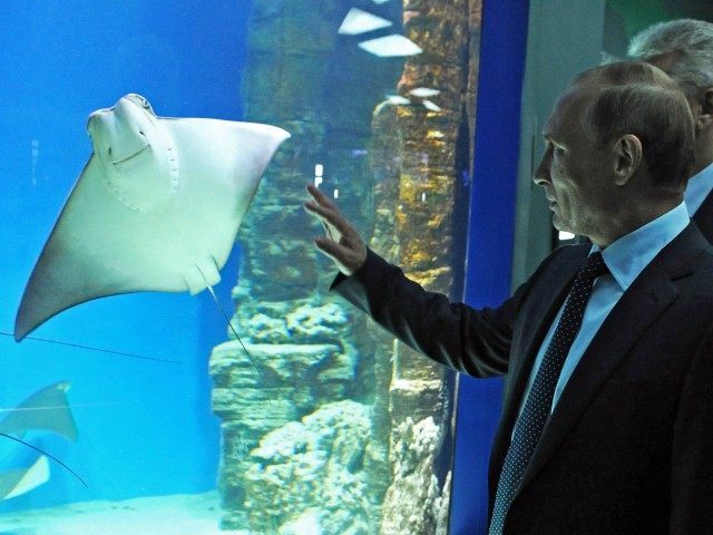 Manta Putin (Mikhail Klementyev / AFP / Getty)