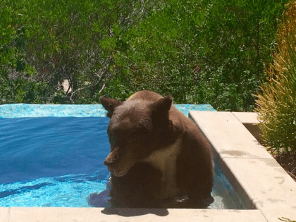 Bear pool (Ginny Pitchford-Joyner / CBS Los Angeles / Facebook)