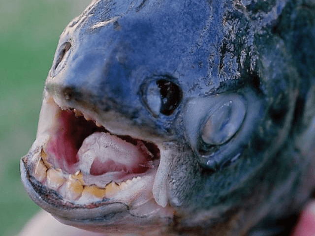 Fish With 'Human' Teeth Found in California
