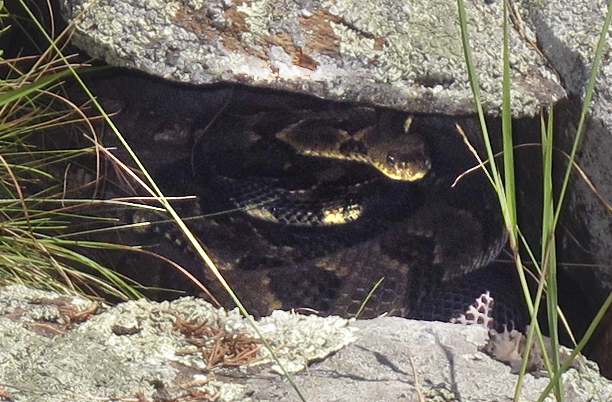 Mystery Fungus Killing Rattlesnakes in at Least 9 States