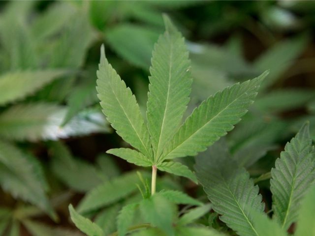 Mexican Congress Votes to Legalize Marijuana