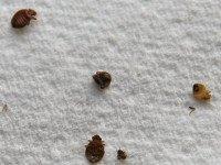 Bedbugs (Justin Sullivan / Getty) Bedbugs (Justin Sullivan / Getty)