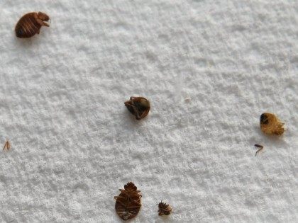 Bedbugs (Justin Sullivan / Getty)