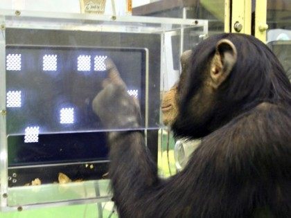 Chimp memory test Tetsuro MatsuzawaPrimate Research InstituteAP