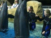 Dolphins-sea-world-Getty Getty Images