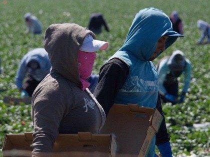 Farm Workers