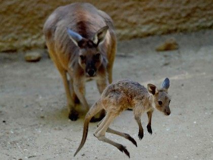 Kangaroos (Mark Ralston / AFP / Getty)