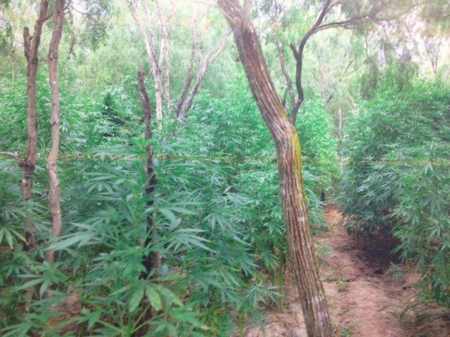 Marijuana field found in Texas