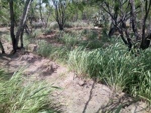 Marijuana plantation