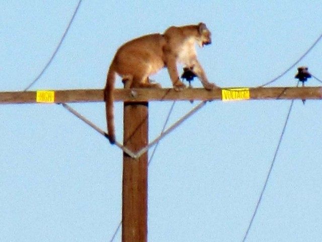Mountain Lion Pole (Associated Press)
