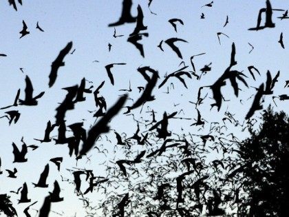 The Associated Press