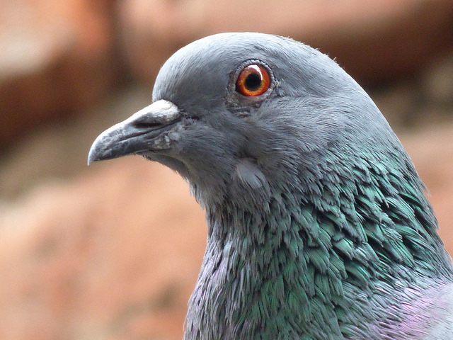 Pigeon (Amit Gaur / Flickr / CC)