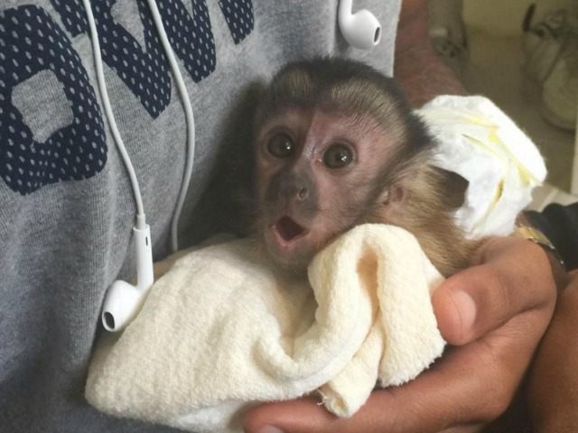 Dez Bryant Pet Monkey Instagram