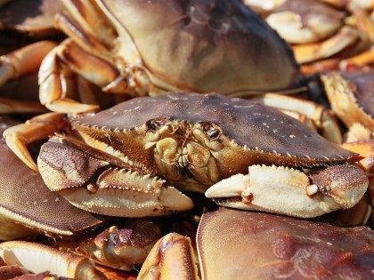 Dungeness Crab (Justin Sullivan / Getty)