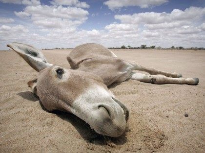 Drought Hit Kenya Heading For Humanitarian Crisis