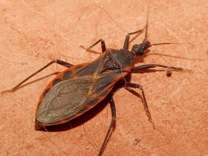 Kissing bug (Glenn Seplak / Flickr / CC / Cropped)