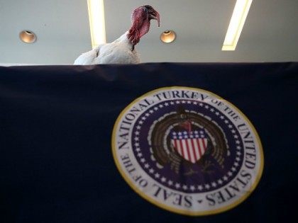 A Nicholas White turkey, one of two presidential turkey candidates, attends a press confer