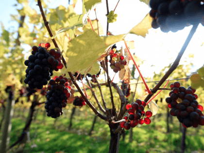 English wine vineyard