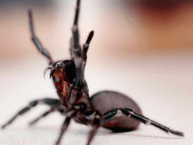 Deadly Australian funnel web spider
