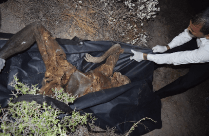 Coahuila Cops Collect Body