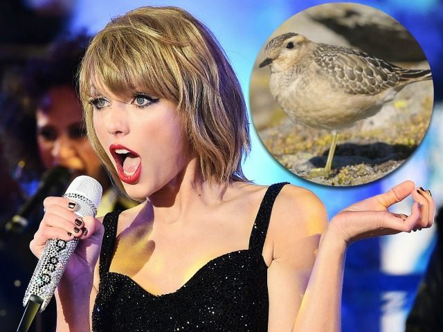 Taylor-Swift-Bird-Getty