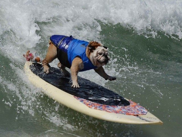 Tillman surfing dog (Mark Ralston / Getty)