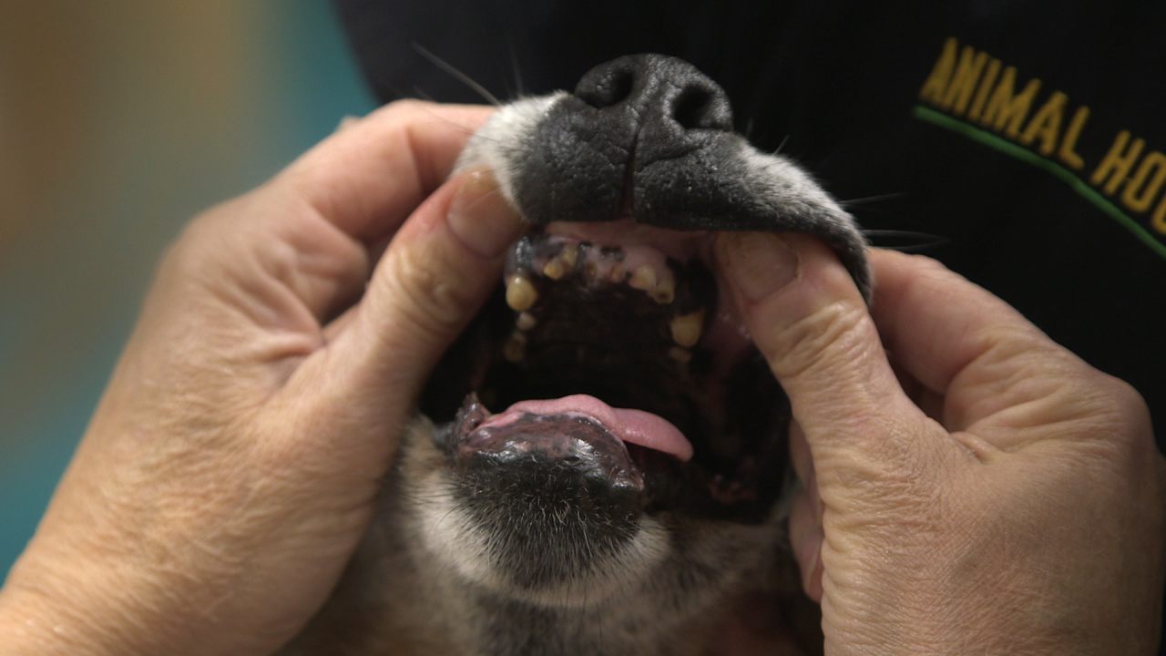 Animal introduces world to 'Dr. Dee, Alaska Vet' Breitbart