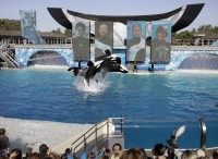 Kasatka, Kalia, Ken Peters