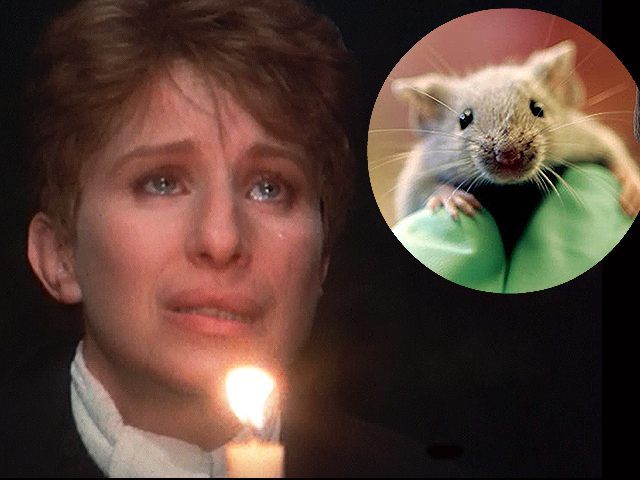Barbra-Streisand-Lab-Mouse
