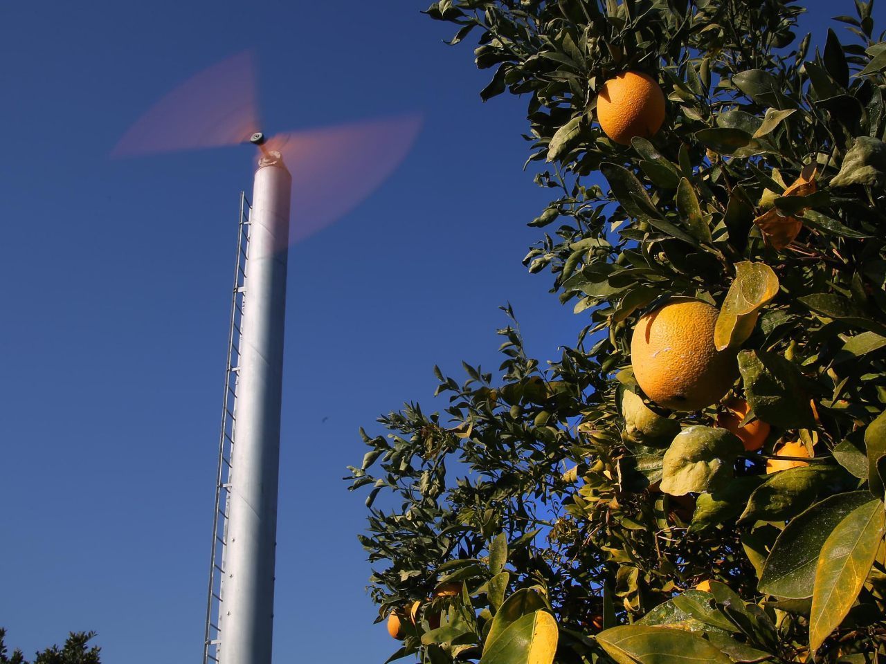 California Citrus Growers Use Wind to Fight Frost