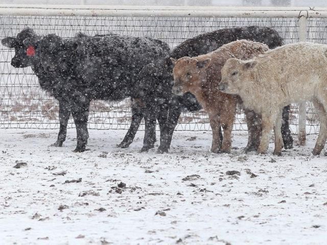 Cattle in Blizzard