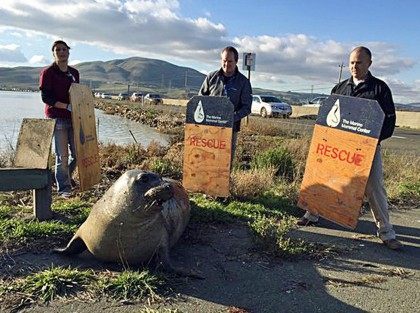 Elephant Seal Crossing (California Hwy Patrol / Associated Press)