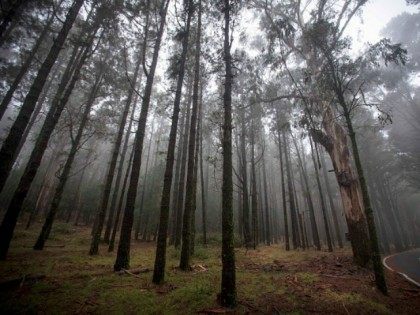 November 26, 2015 shows a foggy forest on the Spanish canary island of Tenerife. The fog collection uses large canvas to trap the condensation contained in the fog, formating water droplets which are collected after flowing down the net. AFP PHOTO/ DESIREE MARTIN / AFP / DESIREE MARTIn