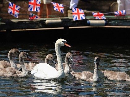 Eating Swans