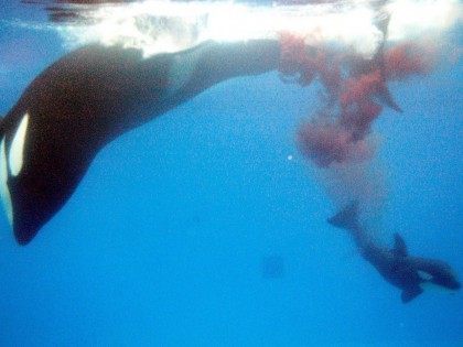 Killer whale birth (SeaWorld / Getty)