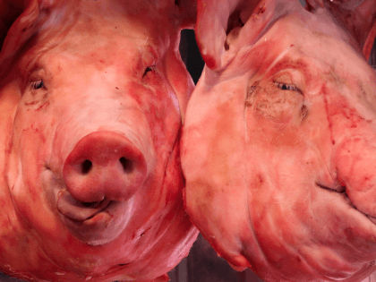 Pig Heads