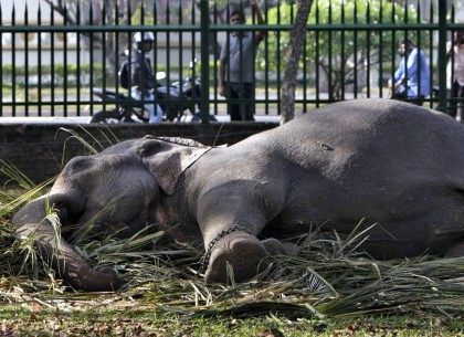 Sleeping elephant (Gemunu Amarasinghe / Associated Press)