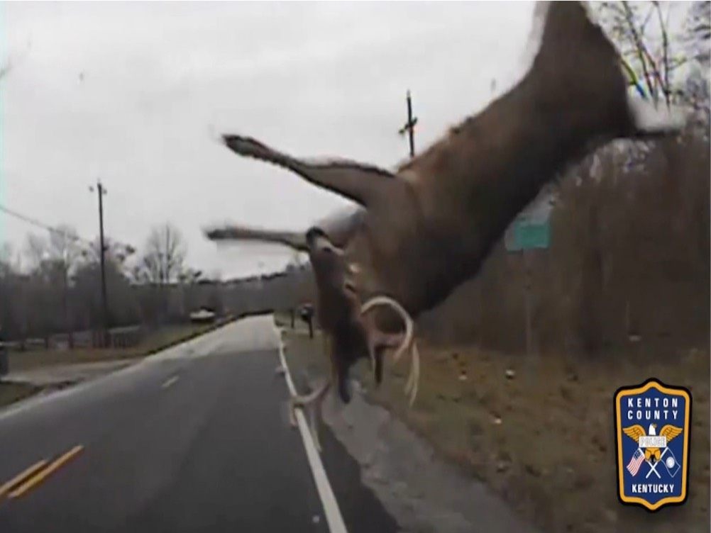 Watch: Deer Collides With Police Car, Goes Airborne, Sprints Off