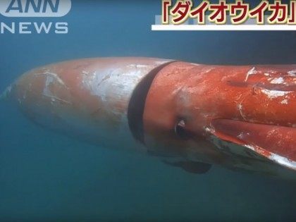 giant-squid-youtube