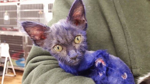Smurf kitten (Nine Lives Foundation / Facebook)