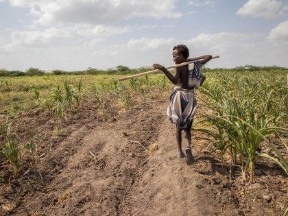 In this photo taken on Tuesday, Jan. 26, 2016, A young Afar boy walks through failed crops
